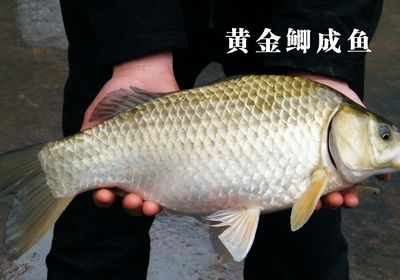 黄金鲫