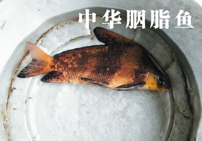 中华胭脂鱼