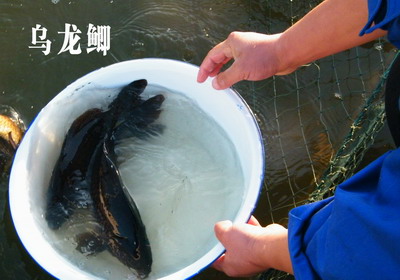 乌龙鲫